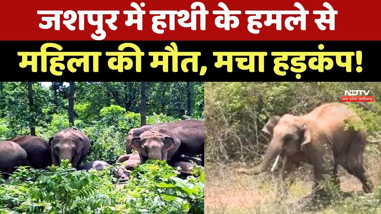 Elephant Attack: Jashpur में हाथी के हमले से महिला की मौत, मचा हड़कंप! Chhattisgarh