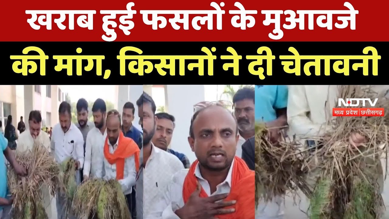 Balaghat News : बेमौसम बारिश से बर्बाद फसल, किसानों ने मांगा मुआवजा