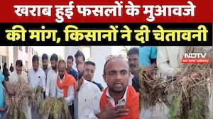 Balaghat News : बेमौसम बारिश से बर्बाद फसल, किसानों ने मांगा मुआवजा