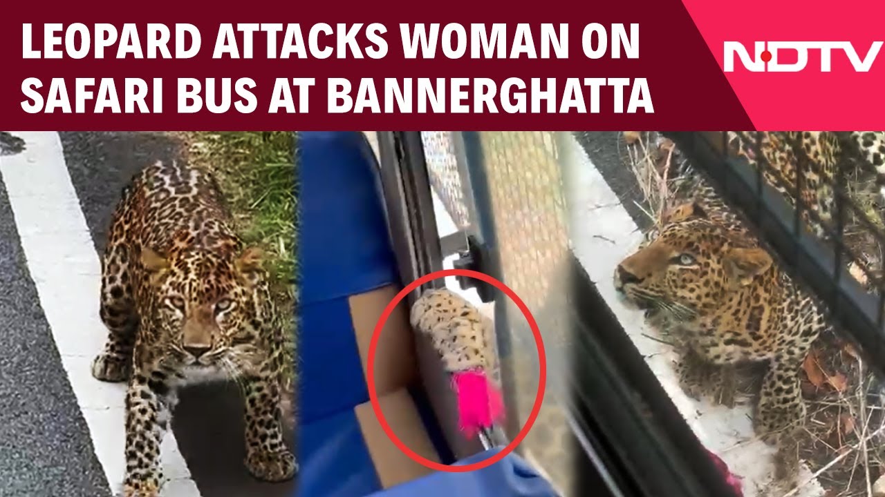 Leopard Attack | Leopard Leaps Onto Safari Bus At Bannerghatta, Woman Injured In Shock Attack
