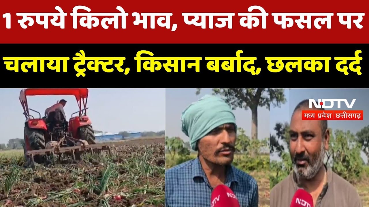 Onion Prices Fall In MP: 1 रुपये किलो भाव, प्‍याज की फसल पर चलाया ट्रैक्‍टर, किसान बर्बाद