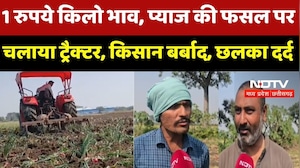 Onion Prices Fall In MP: 1 रुपये किलो भाव, प्‍याज की फसल पर चलाया ट्रैक्‍टर, किसान बर्बाद