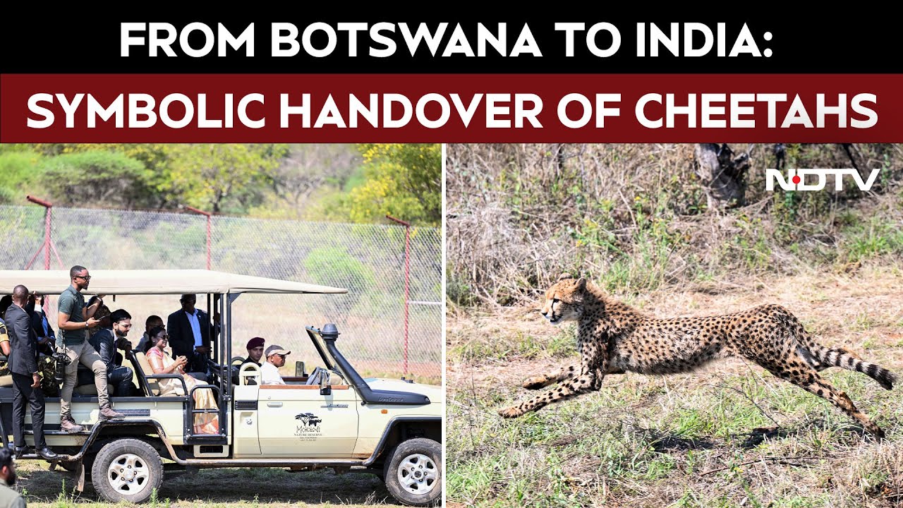Botswana Hands Over 8 Cheetahs To India During President Murmu's Historic Visit