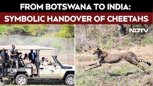 Botswana Hands Over 8 Cheetahs To India During President Murmu's Historic Visit