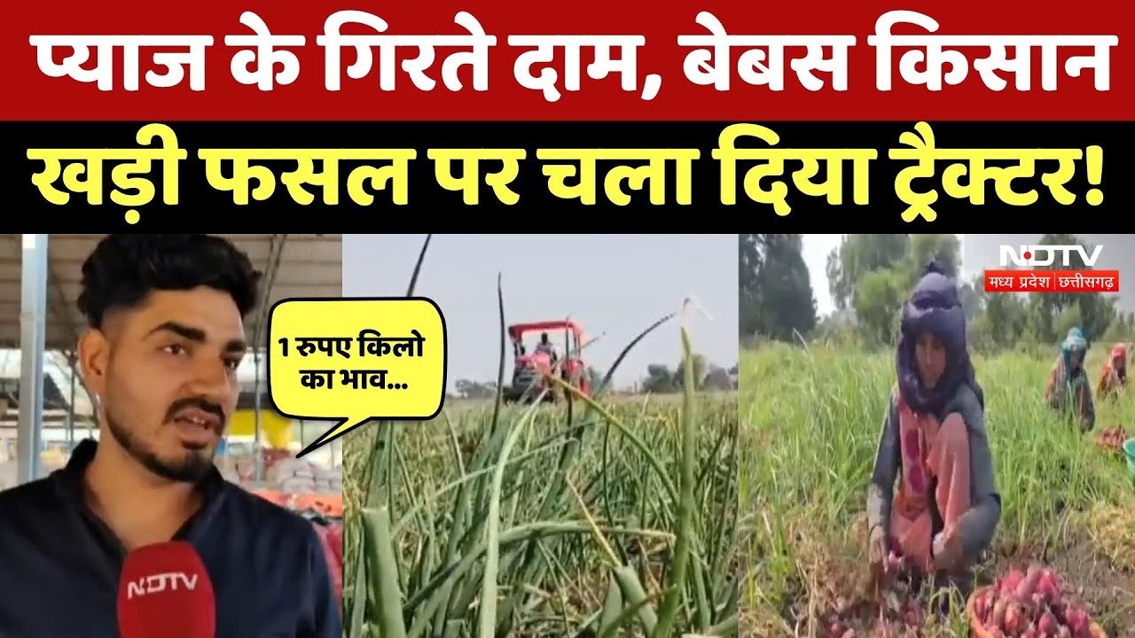 Onion Prices Fall In MP: 1 रुपए किलो बिक रहा प्याज, Farmers का छलका दर्द, उठाया ये कदम! MP News