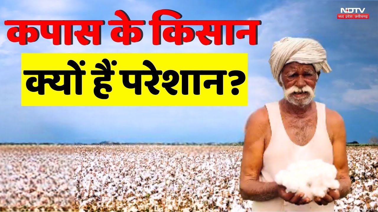 Cotton Crop: कपास के किसान क्यों हैं परेशान?