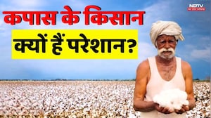 Cotton Crop: कपास के किसान क्यों हैं परेशान?