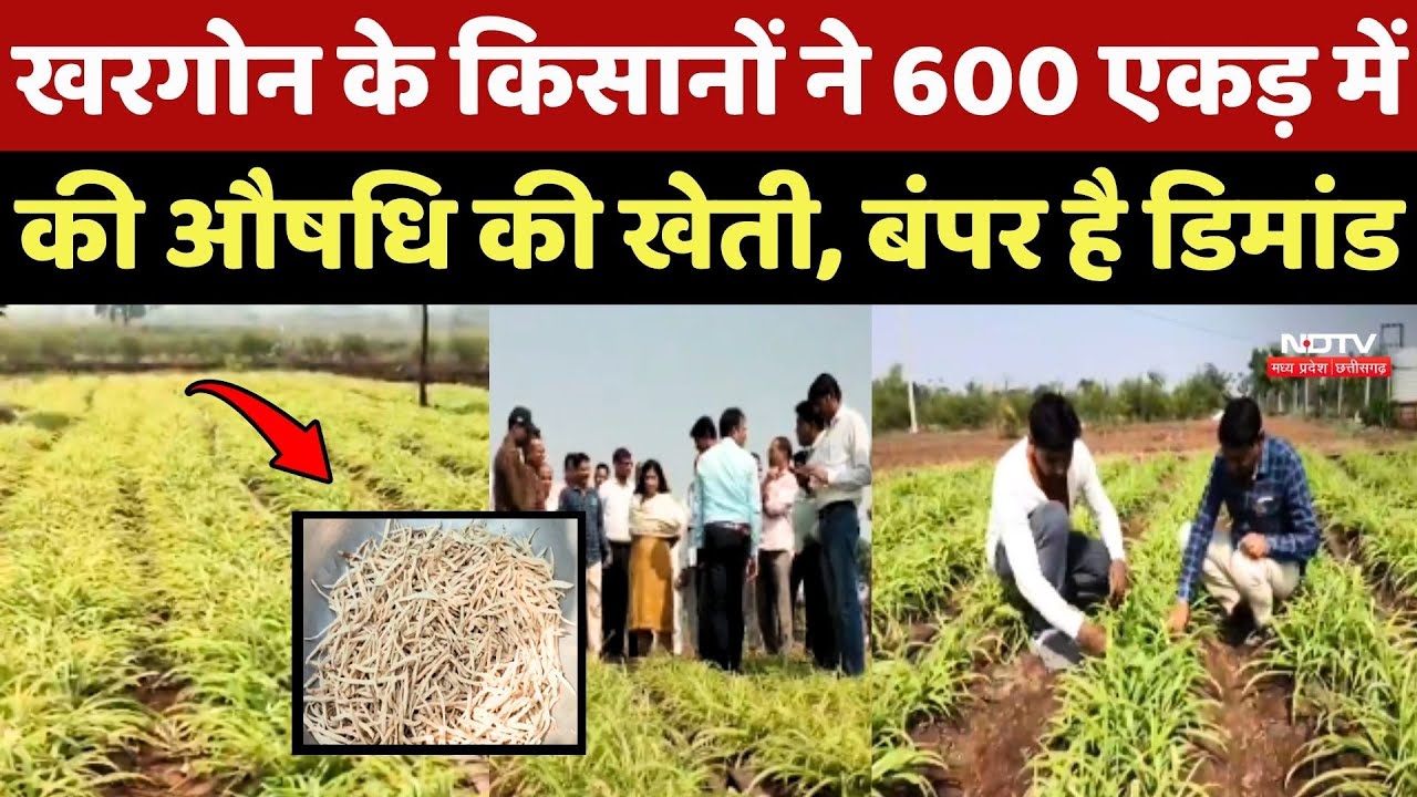 Khargone के किसानों ने 600 एकड़ में की औषधि की खेती, बंपर है डिमांड