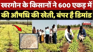 Khargone के किसानों ने 600 एकड़ में की औषधि की खेती, बंपर है डिमांड