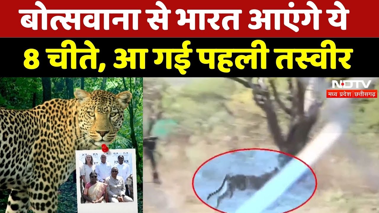 Botswana से India को मिलेंगे 8 चीते, आ गई पहली तस्वीर | Kuno National Park | Latest News | MPCG