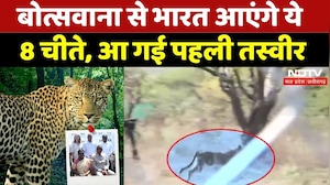 Botswana से India को मिलेंगे 8 चीते, आ गई पहली तस्वीर | Kuno National Park | Latest News | MPCG