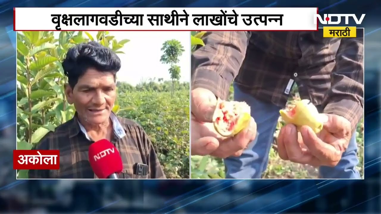 Akola | खारपानपट्ट्यातील शेतकऱ्याची कमाल; 14 एकरांमध्ये नाविन्यपूर्ण शेती, याच शेतीचा घेतलेला आढावा