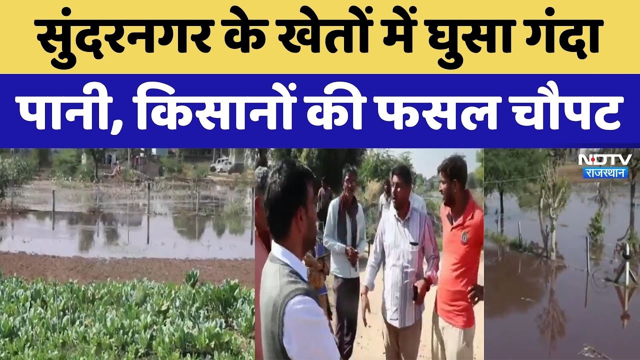 सुंदरनगर के खेतों में घुसा गंदा पानी, किसानों की फसल चौपट