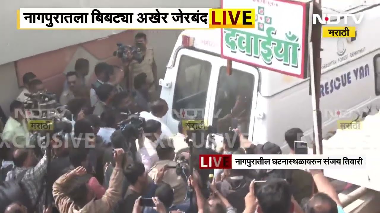 Nagpur Leopard | नागपुरात घरात शिरलेला बिबट्या अखेर जेरबंद, NDTV मराठीचा ग्राउंड Report