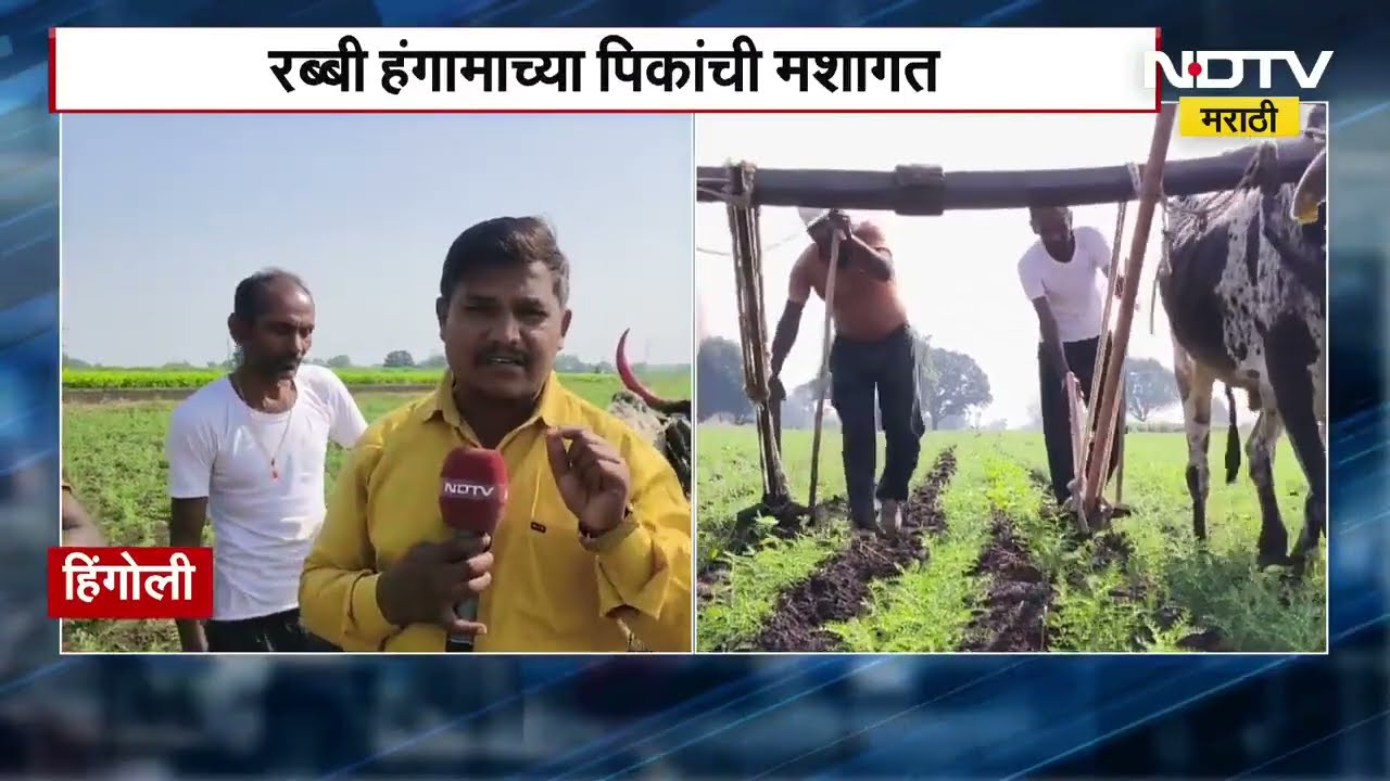 Hingoli | बदलत्या वातावरणामुळे हरभरा पिकावर परिणाम, रब्बी हंगामाच्या पिकांची मशागत