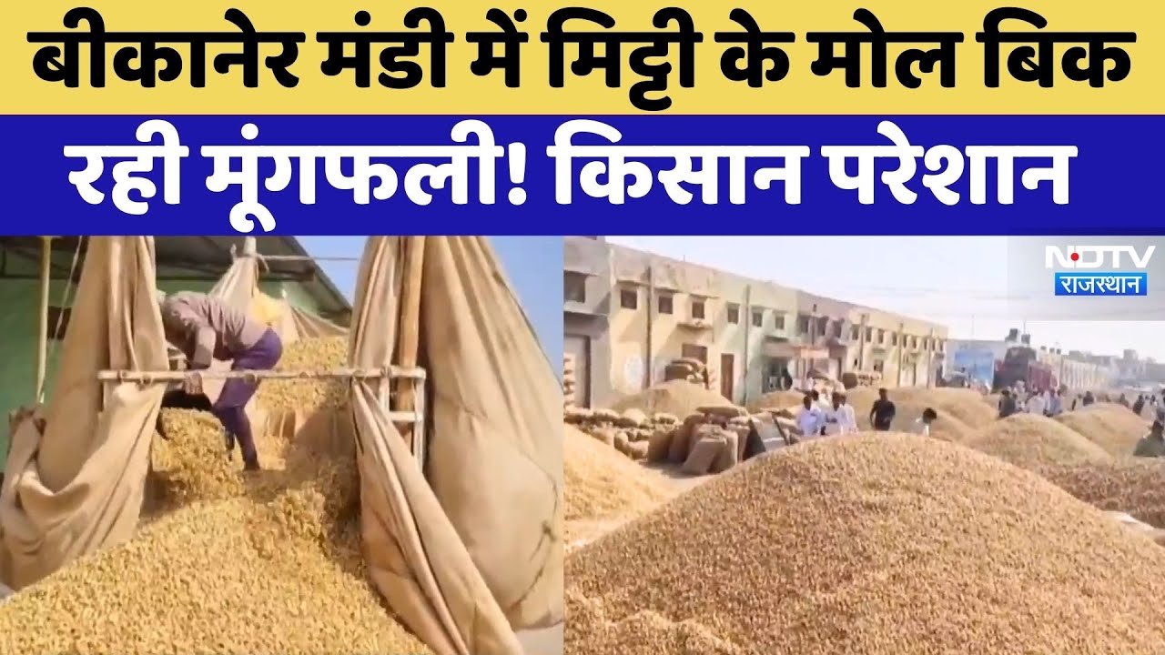Bikaner मंडी में मिट्टी के मोल बिक रही मूंगफली! किसान परेशान | Mungfali Mandi | Rajasthan News