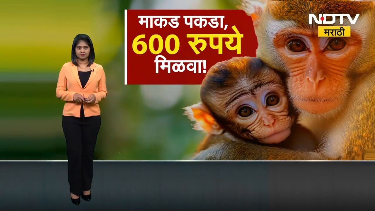 Monkey पकडणाऱ्याला आता 600 रुपये मिळणार, कोकणासह विविध ठिकाणी माकडांचा उच्छाद