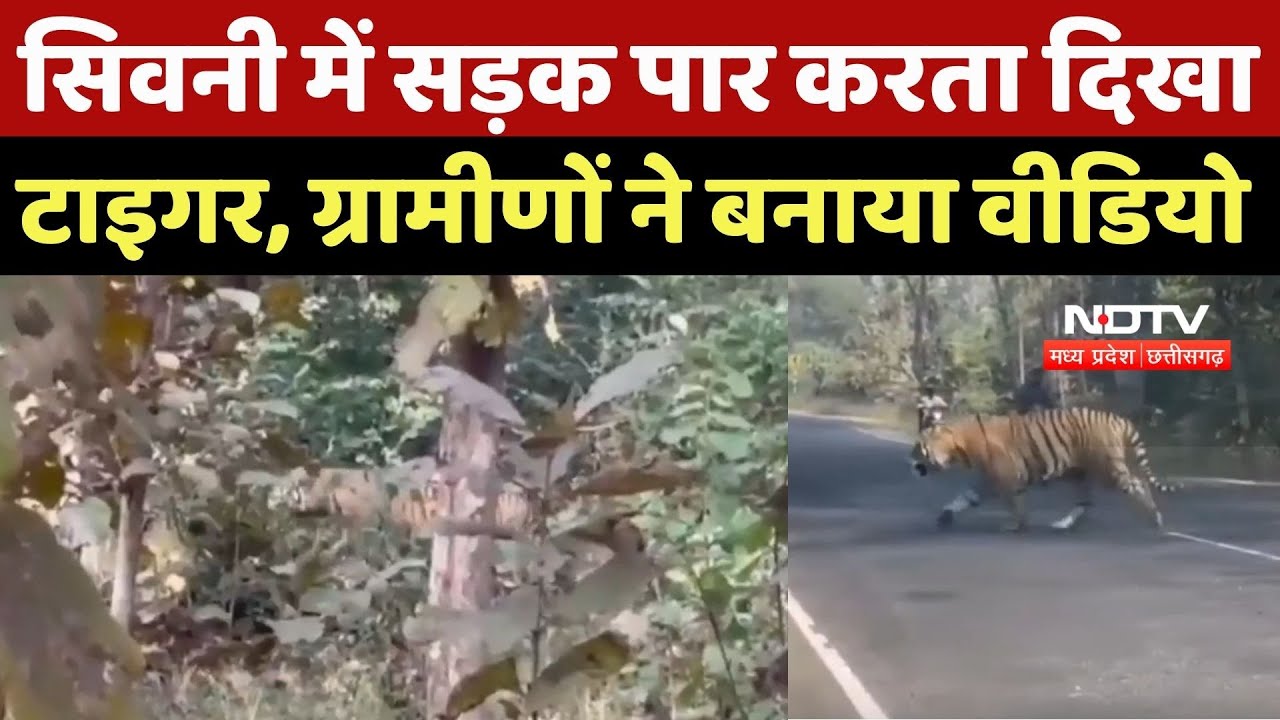 Seoni News : सिवनी में सड़क पार करता दिखा Tiger, ग्रामीणों ने बनाया Video