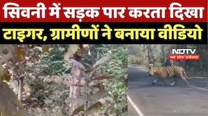 Seoni News : सिवनी में सड़क पार करता दिखा Tiger, ग्रामीणों ने बनाया Video