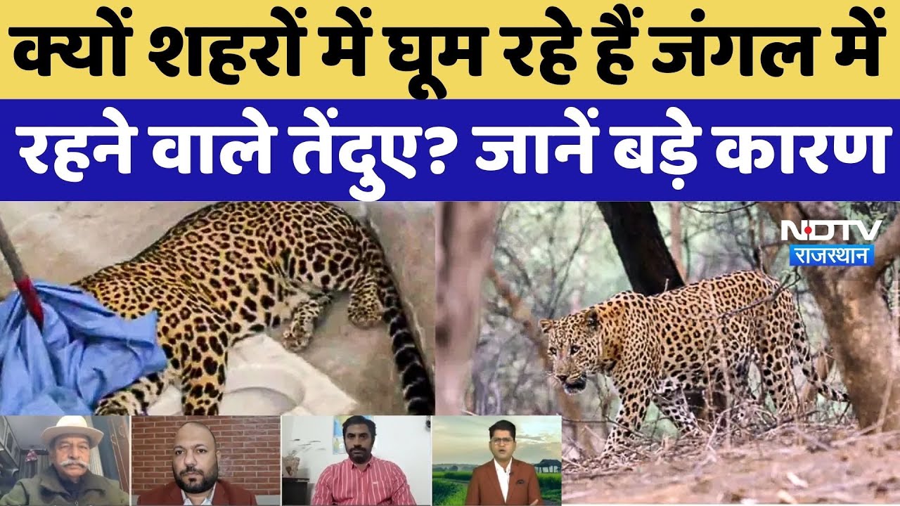 Leopard Movement in Jaipur:क्यों शहरों में घूम रहे हैं जंगल में रहने वाले तेंदुए? जानें ये बड़े कारण