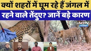Leopard Movement in Jaipur:क्यों शहरों में घूम रहे हैं जंगल में रहने वाले तेंदुए? जानें ये बड़े कारण