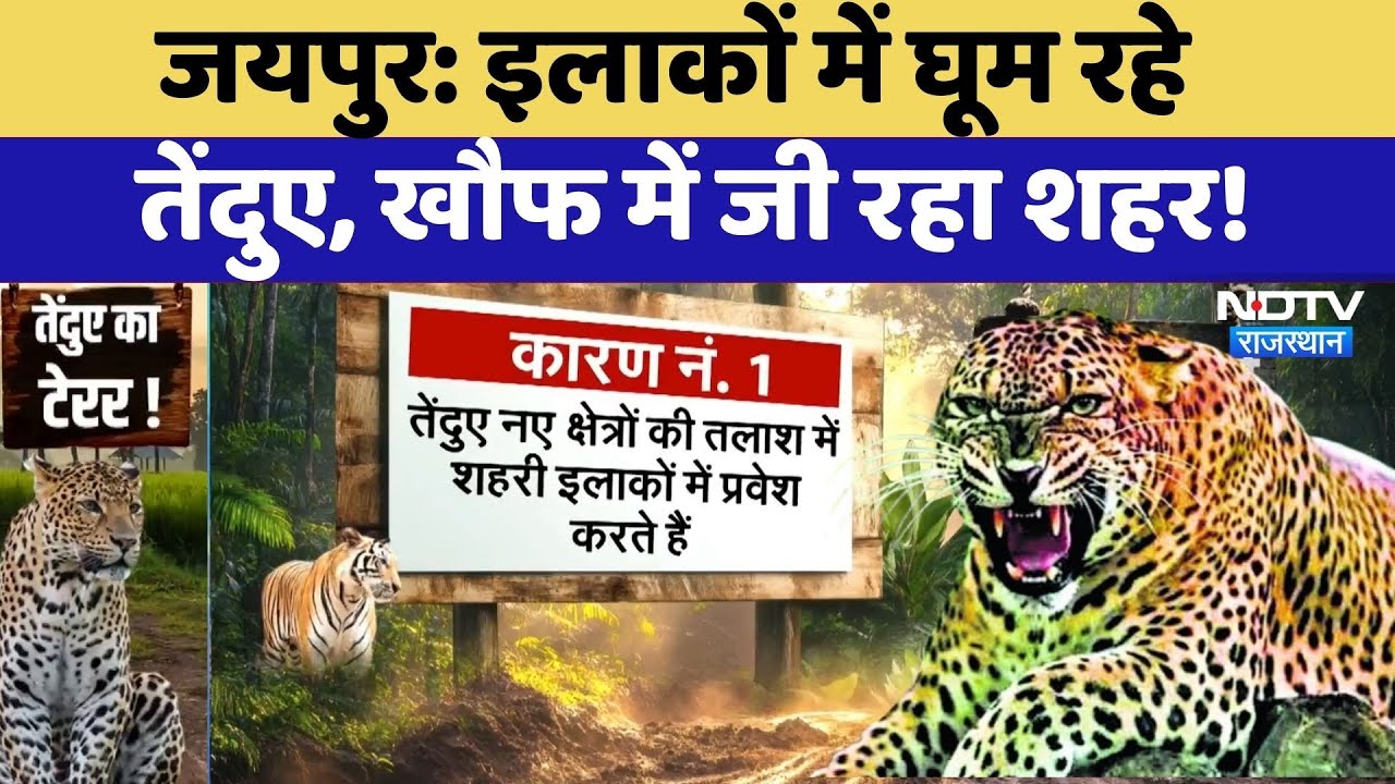 Jaipur: इलाकों में घूम रहे तेंदुए, खौफ में जी रहा शहर! | Leopard | Rajasthan News | Latest News