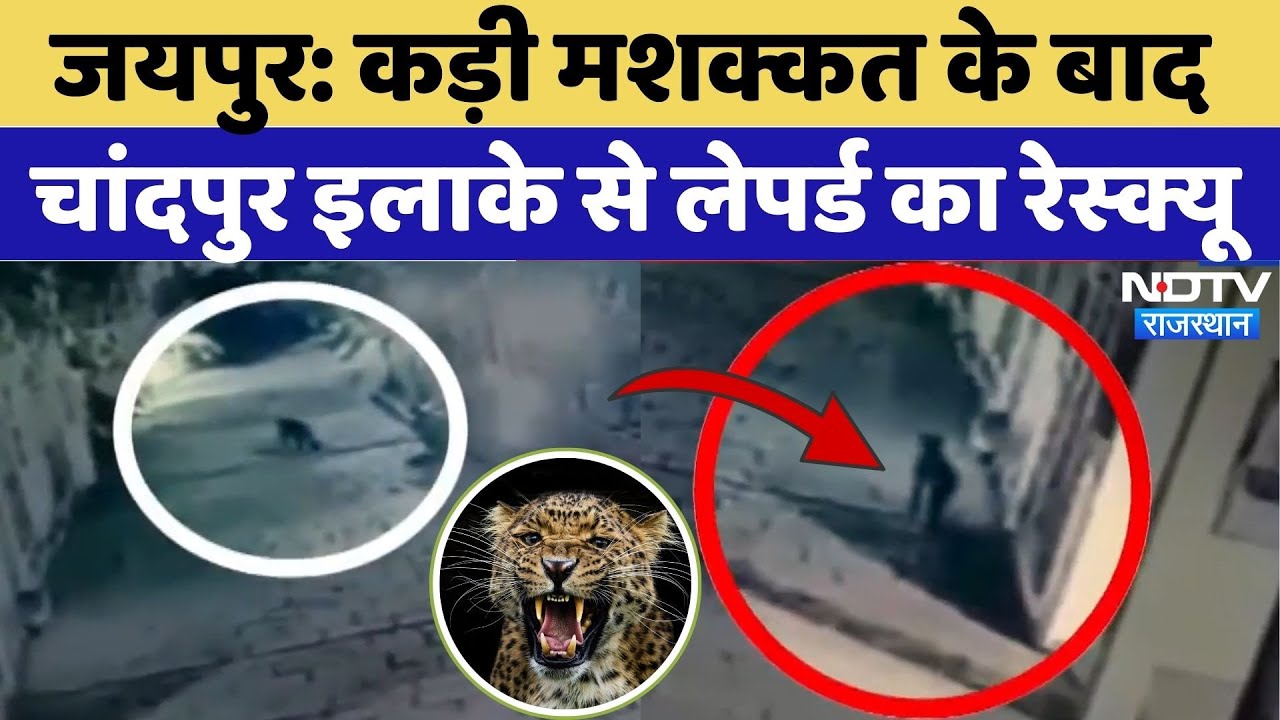 Panther News: कड़ी मशक्कत के बाद Chandpur इलाके से Leopard का रेस्क्यू | Latest News |Rajasthan News