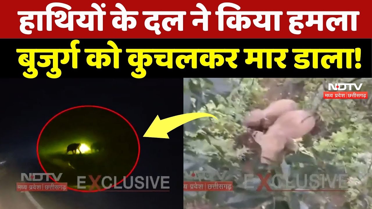 Elephant Attack in Korea: हाथियों के दल ने बुजुर्ग को कुचलकर मार डाला, दहशत में गांववाले! CG News