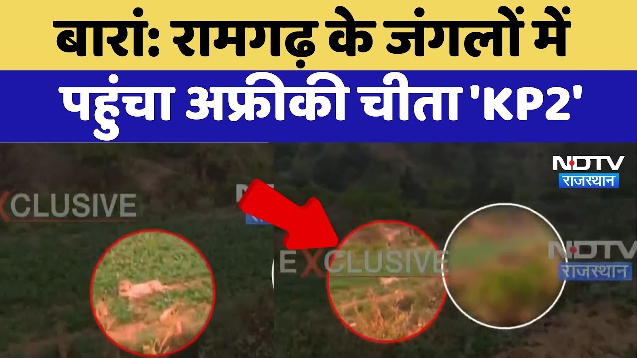 Baran News: Ramgarh के Forest में पहुंचा African Cheetah 'KP2' | Latest News | Rajasthan