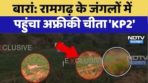 Baran News: Ramgarh के Forest में पहुंचा African Cheetah 'KP2' | Latest News | Rajasthan