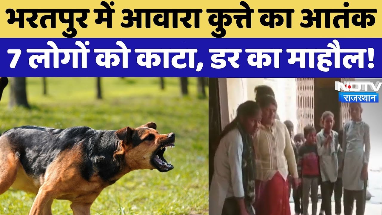 Bharatpur News:आवारा कुत्ते का आतंक, 7 लोगों को काटा, डर का माहौल! | Rajasthan News | Latest News