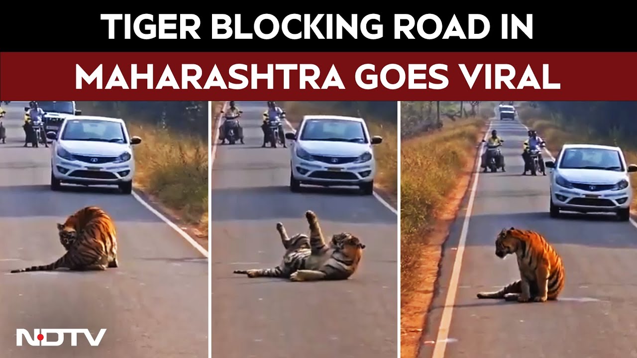 Tiger Blocks Road In Maharashtra's Tadoba, Halts Traffic For Hours