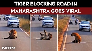 Tiger Blocks Road In Maharashtra's Tadoba, Halts Traffic For Hours