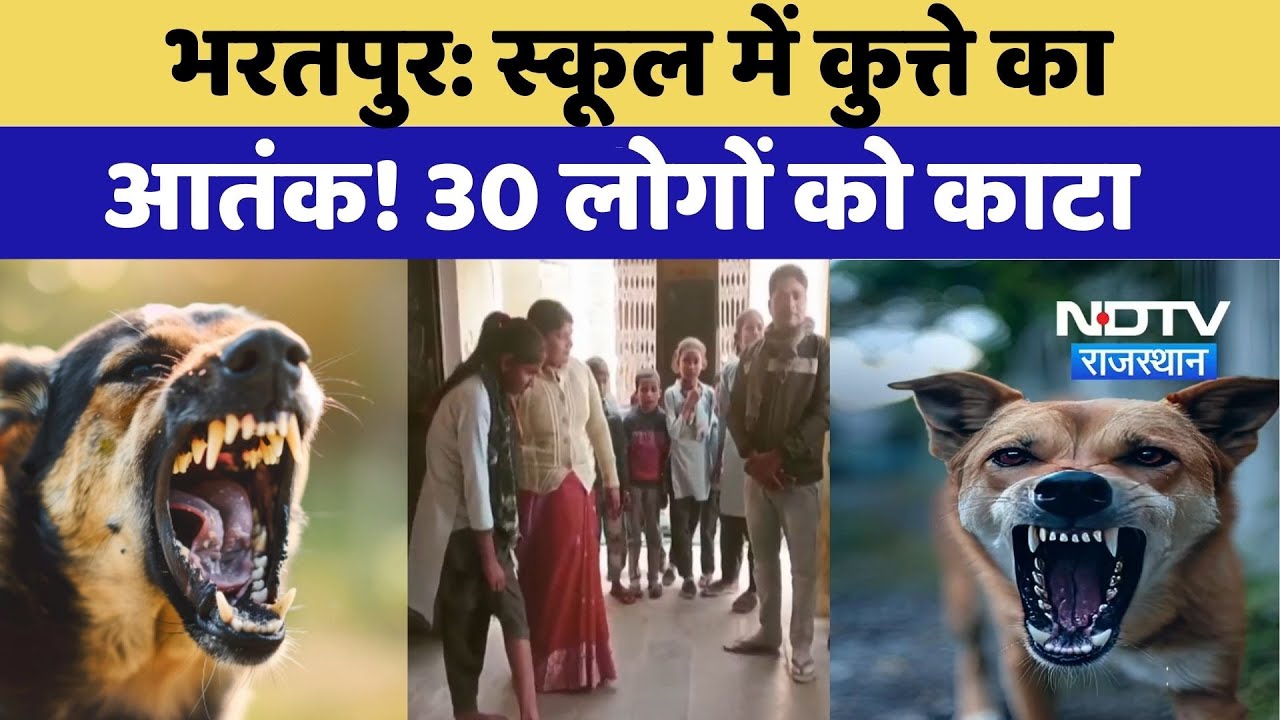 Bharatpur News: स्कूल में कुत्ते का आतंक! 30 लोगों को काटा | Stray Dog Attack