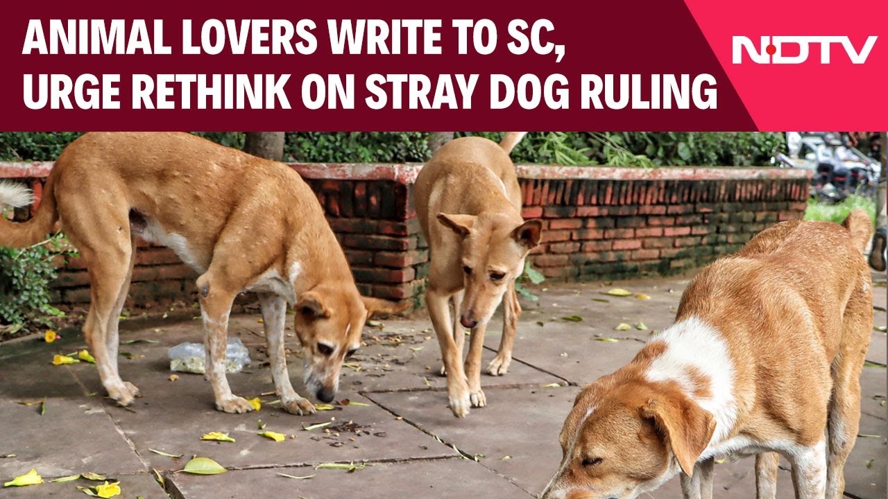 UP News | Animal Lovers Write To SC To Take Back Order Of Removing Stray Dogs From Public Spaces