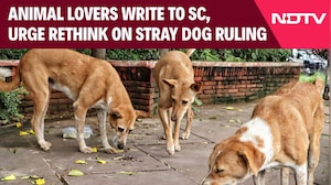 UP News | Animal Lovers Write To SC To Take Back Order Of Removing Stray Dogs From Public Spaces