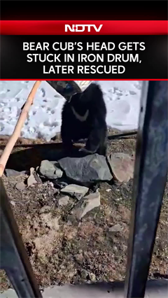 Bear Cub Rescued After Getting Its Head Stuck On Iron Drum In Chamba