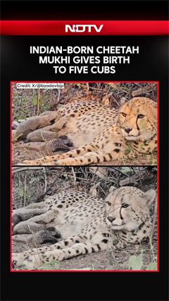 Indian-Born Cheetah Mukhi Gives Birth To Five Cubs