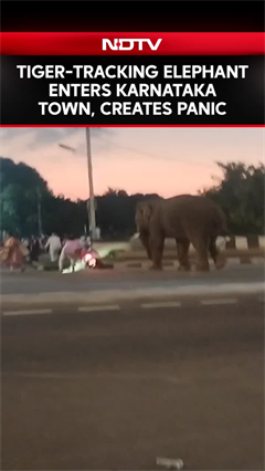 Viral Video | Elephant Brought For Tiger-Tracking Enters Karnataka Town, Creates Panic