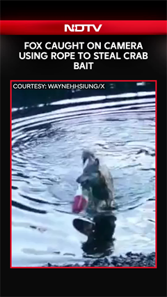Fox Caught On Camera Using Rope To Steal Crab Bait
