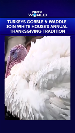 Turkeys Gobble & Waddle Join White House's Annual Thanksgiving Tradition