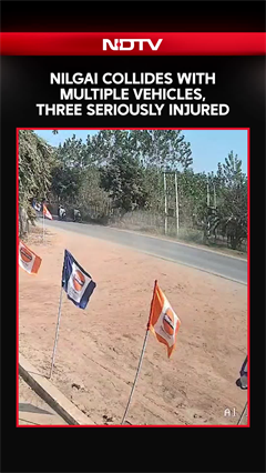 Video: Saharanpur: Nilgai Collides With Multiple Vehicles, Three Seriously Injured