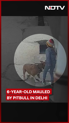 Delhi Horror: 6-Year-Old’s Ear Bitten Off By Pitbull, Dog Owner Arrested