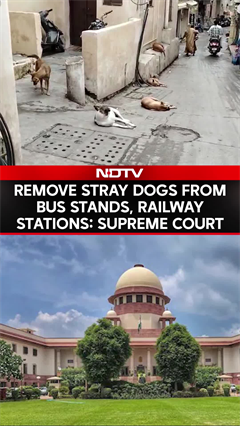 Supreme Court's Big Order On Stray Dogs, Cattle At Rail Stations, Highways
