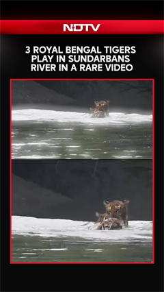 Three Royal Bengal Tigers Seen Playing In River In The Sundarbans, Video Goes Viral