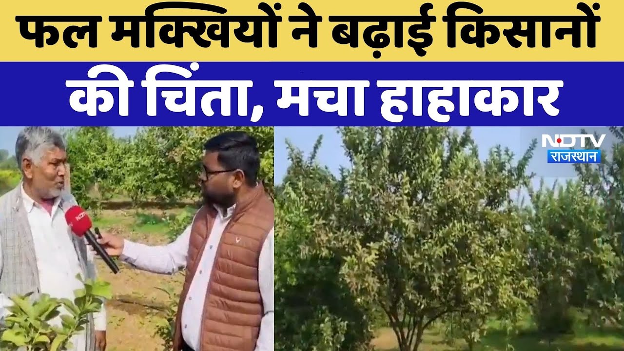 Bharatpur News: फल मक्खियों से हड़कंप | Rajasthan Top News | Viral Video | Guava farming