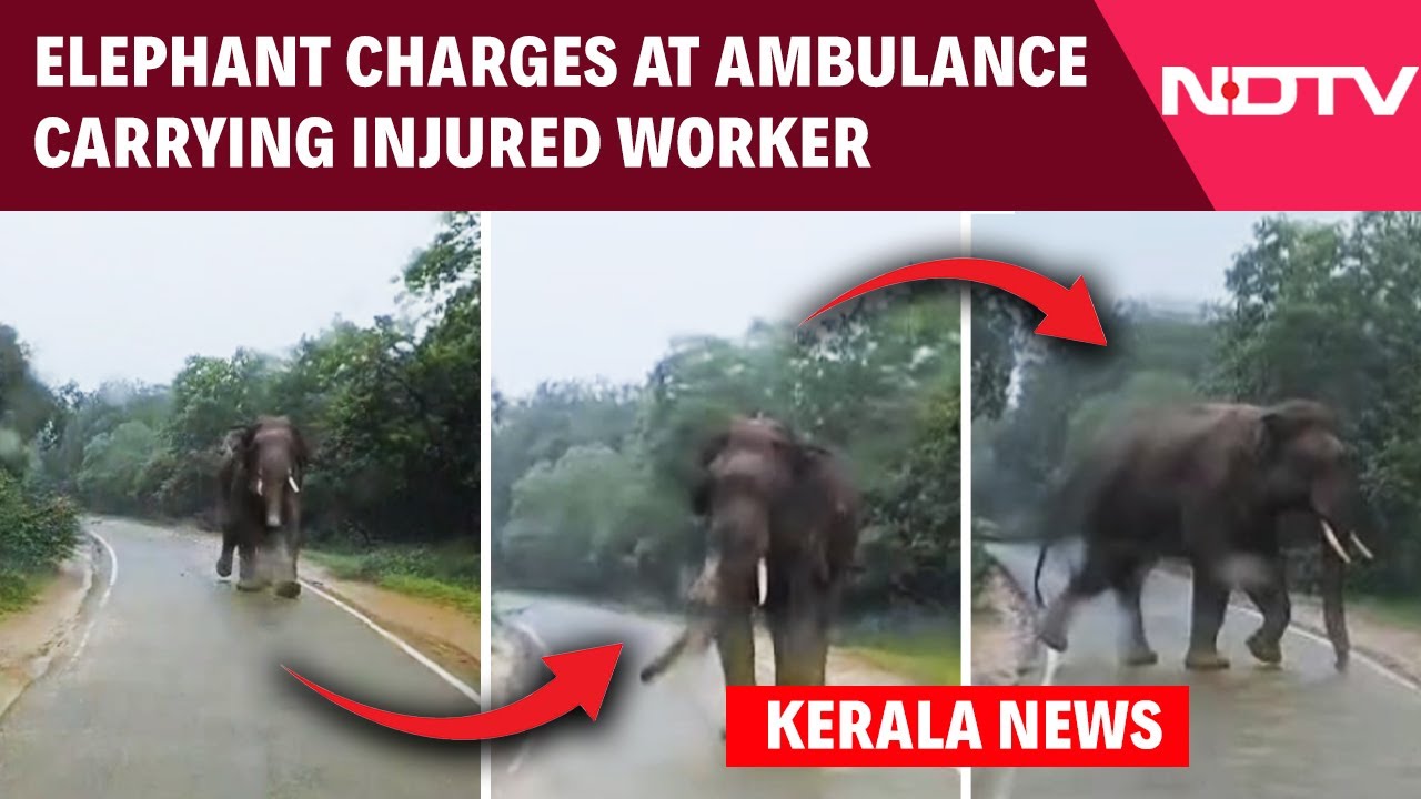 Kerala: Elephant Charges At Ambulance Carrying Injured Worker