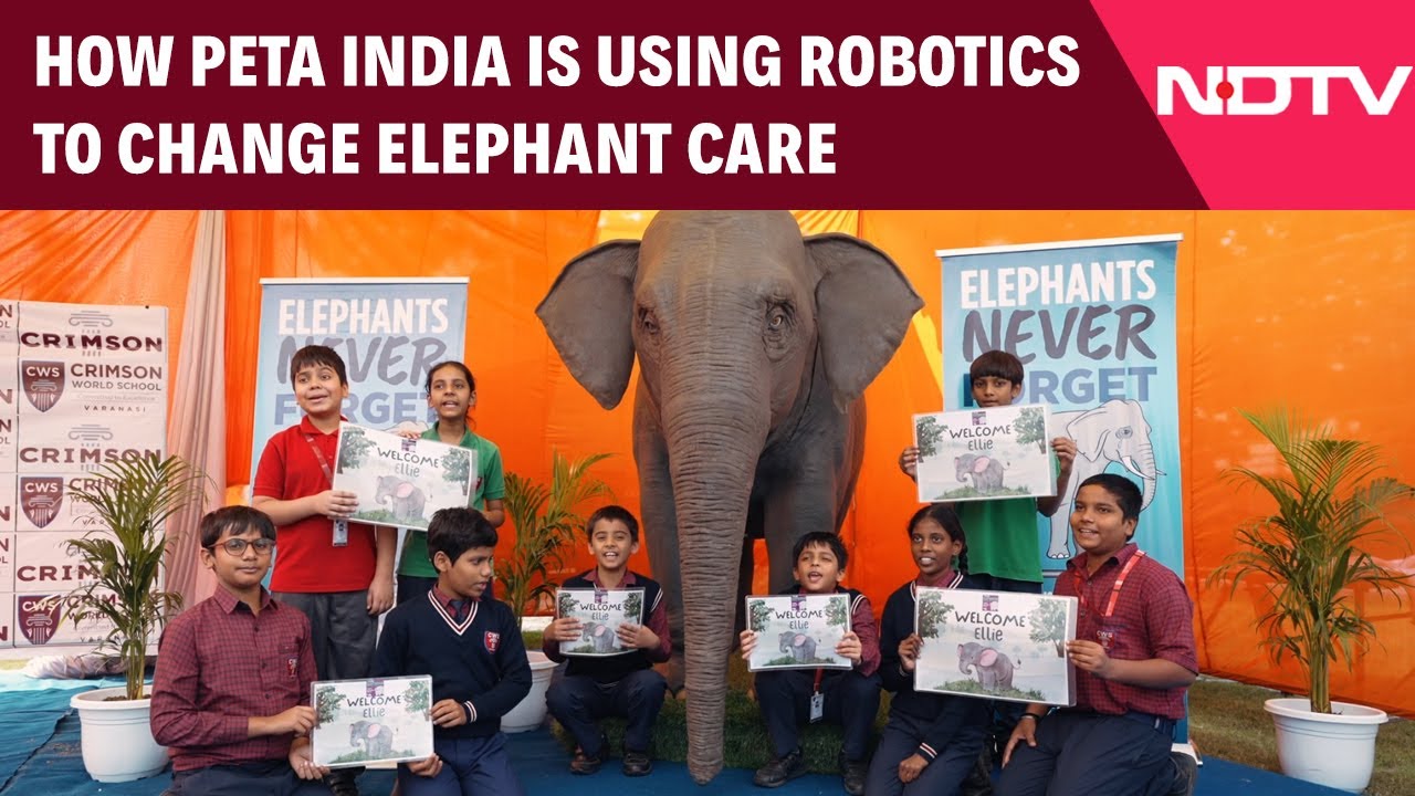 Video: How PETA India Is Transforming Elephant Care - With the Help of Robotics