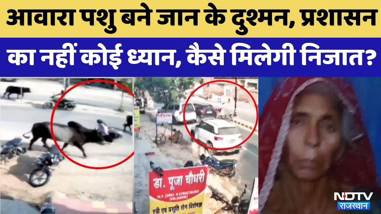 Video Viral: आवारा पशु बने जान के दुश्मन | Rajasthan Top News | Latest News | Jodhpur | Bharatpur