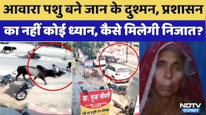 Video Viral: आवारा पशु बने जान के दुश्मन | Rajasthan Top News | Latest News | Jodhpur | Bharatpur